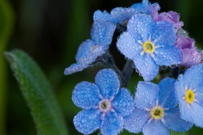 ForgetMeNot_Flower