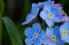 Forget Me Nots